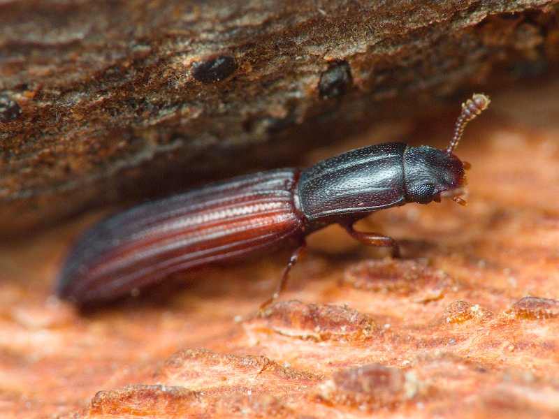 Colydium elongatum (Fabricius, 1787)